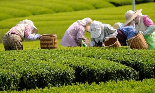 Dünyada En Çok Çay Nerede Yetişir?