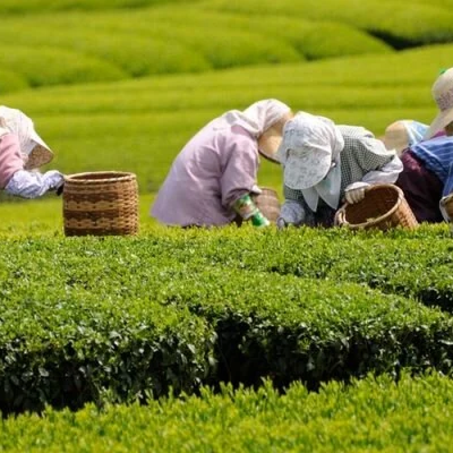 Dünyada En Çok Çay Nerede Yetişir?